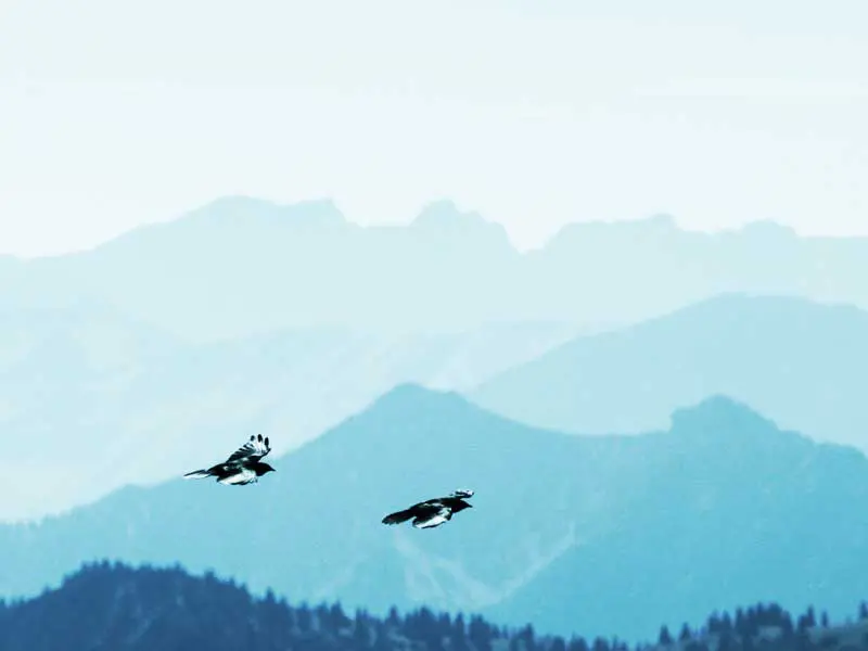 zwei Vögel vor einer Bergkulisse